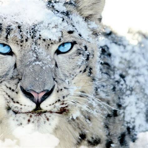 10 Top Mac Snow Leopard Wallpapers Full Hd 1920×1080 For