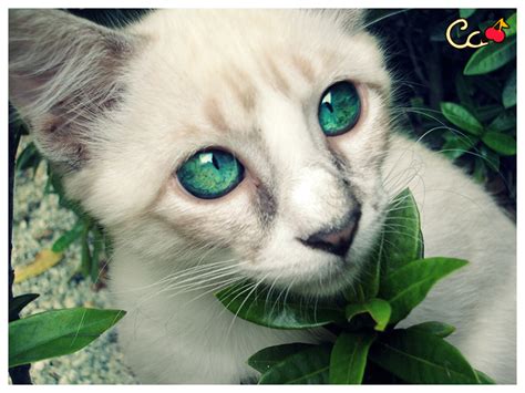 kedi resimleri en guzel kedi resimleri Güzel kedi resmi