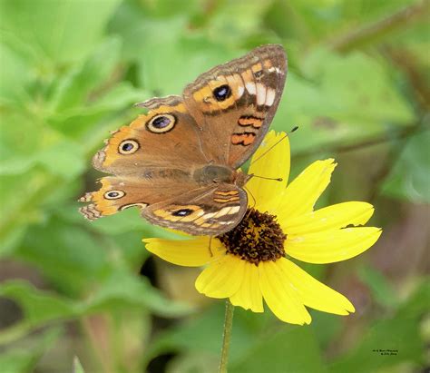 Common Buckeye Butterfly Photograph By Sally Sperry