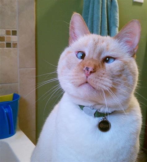 15 Cats With Googly Eyes Prove You Dont Have To Be Purrfect To Be