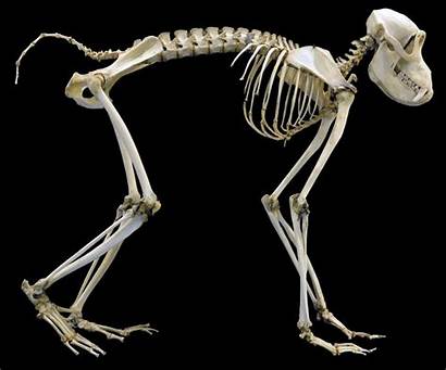 Skeleton Anatomy Squelette Skeletons Animal Nantes Fr