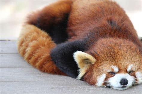 Dozing Red Panda Photo By Alexandra Schmeling — National Geographic