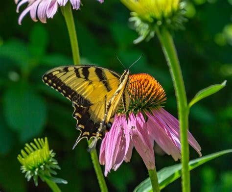 Eastern Tiger Swallowtail Butterfly In A Field Of Echinacea Coneflowers