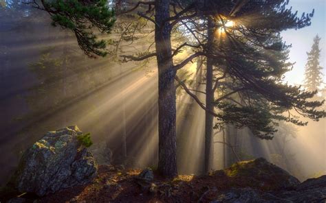Wallpaper Morning Forest Sun Rays Trees Rocks 1920x1200 Hd Picture