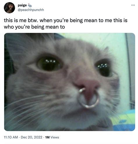 Nose Ring Cat This Is Who Youre Being Mean To Know Your Meme