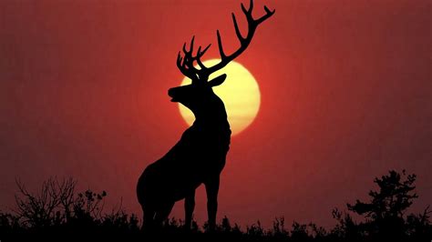 2560x1600 Nature Environment Landscape River Deer Animals Wallpaper