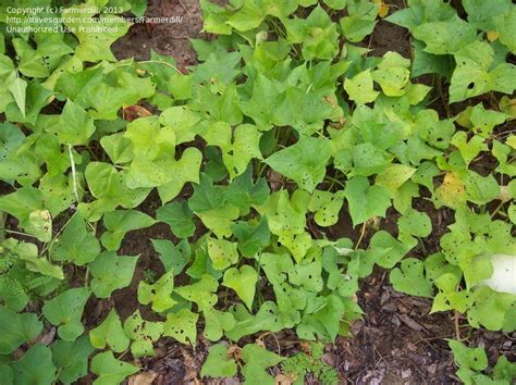 Plantfiles Pictures Sweet Potato Darby Ipomoea Batatas 1 By