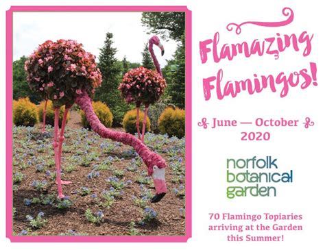 Flamazing Flamingo Adoption Sold Out Norfolk Botanical Garden