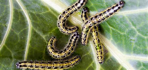 Find out your caterpillar's name, type, what it eats, if it's rare, if it's invasive, if it stings, if it's poisonous, if it can be raised by hand, what it. How to Control Caterpillars on plug plants