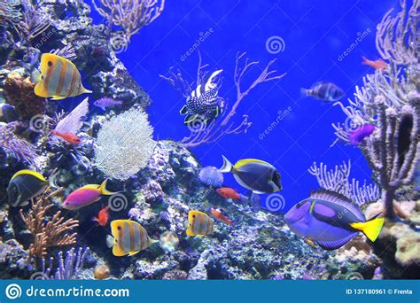 Underwater Scene With Tropical Fish Stock Image Image Of Natural