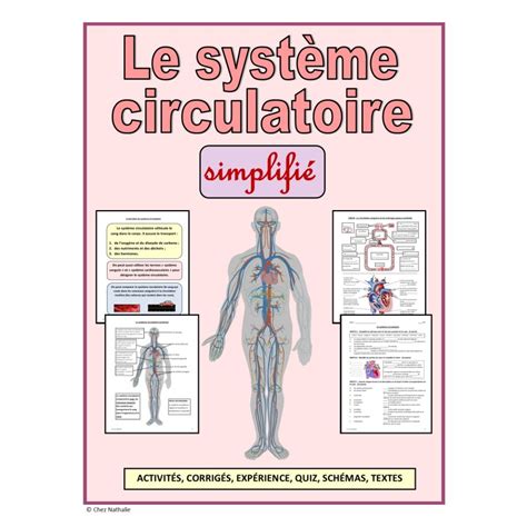 Le Syst Me Circulatoire Simplifi