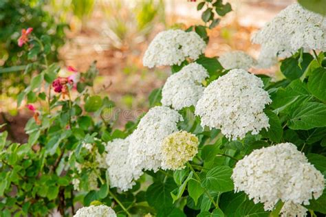 Blooming White Hydrangea Hortensia In The Garden Gardening Is A