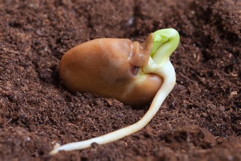 Seed Starting Essentials How To Germinate Difficult Seed — The Coeur D