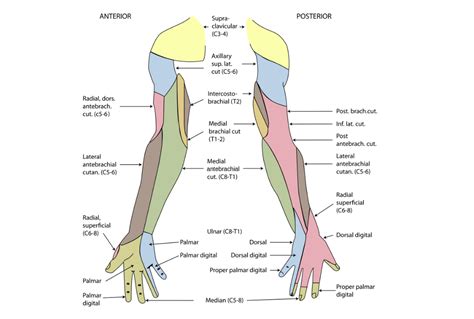 Upper Limb Muscles Nerve Supply