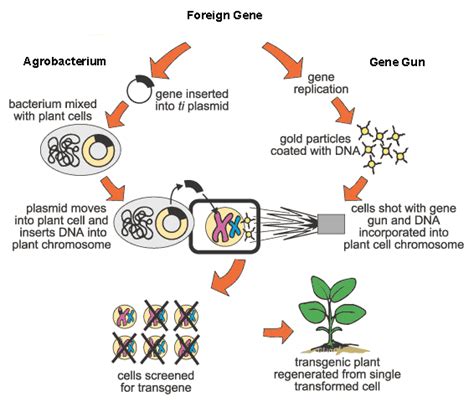 Geneticially Modified Bt Corn Mmg 233 2014 Genetics And Genomics Wiki