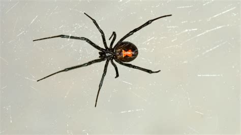 The 4 Black Widow Spider Bite Stages Aai Pest Control Blog