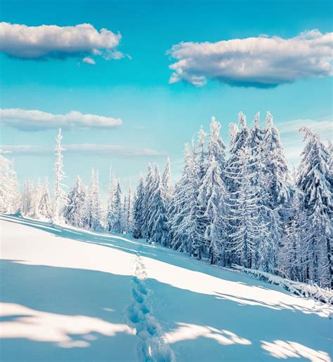Sunny Winter Morning In Mountain Forest With Snow Covered Fir Trees