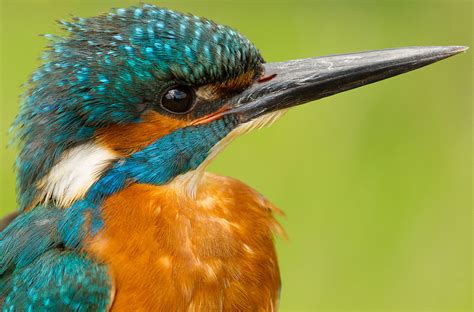 All About Kingfishers And How To See Them All Things Uk