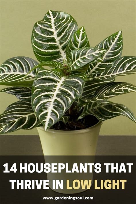 14 Houseplants That Thrive In Low Light Plants Low Light House