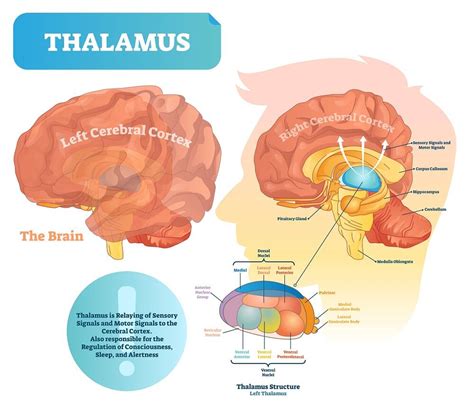 Thalamus The Definitive Guide Biology Dictionary