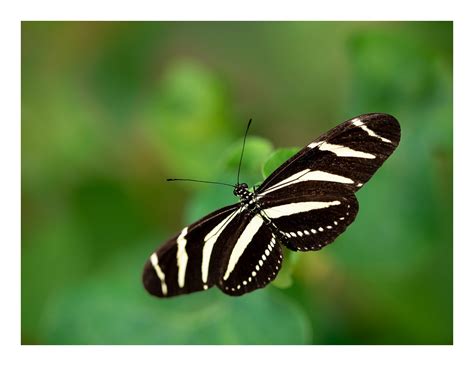 Zebra Longwing Butterfly Zebra Longwing Butterfly At Strat Flickr