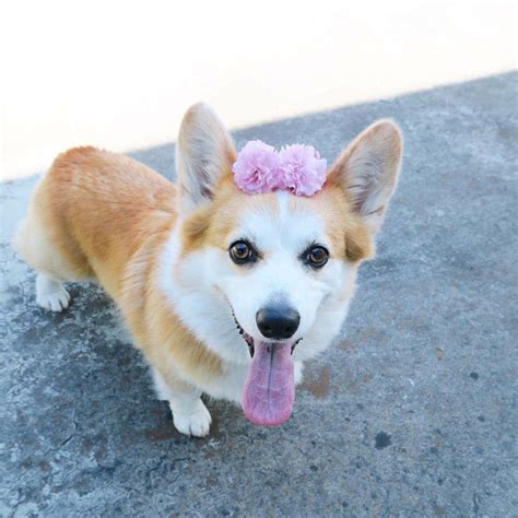 /r/corgi only allows sharing from popular image hosting sites. Corgi Puppies 72 - meowlogy