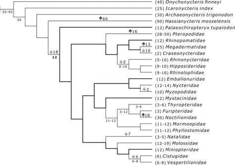 Optimization Of Body Mass In The Backbone Of Bats Phylogenetic Tree Of