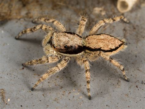 60 Common Spiders In California Pictures And Identification 2022