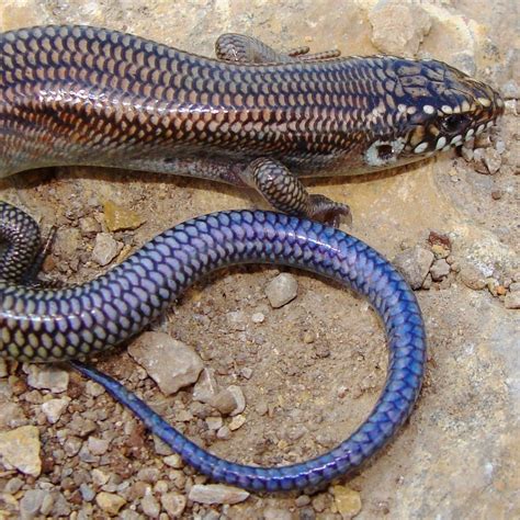 6 Skinks Found In Oklahoma Id Guide Nature Blog Network