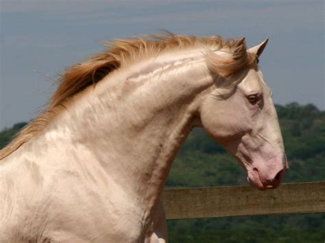 Lusitano Horse Breed Information History Videos Pictures