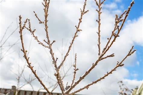 How Do You Prune A Dwarf Weeping Cherry Tree