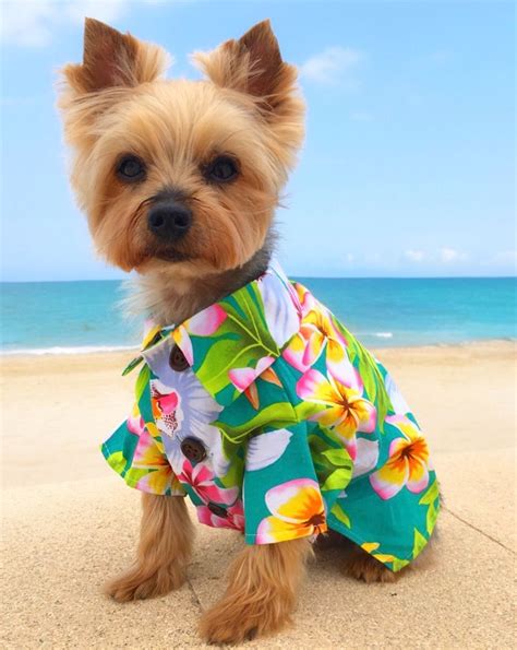 Dogs In Clothes Modern Dog Hawaiian Dog Shirt Fashion For Dogs By