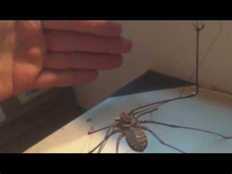 Most spiders make little to no sound at all. Giant Whipspider Feeding Video! - DO NOT WATCH LATE AT ...