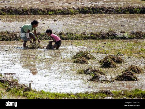 Working On The Rice Field In Assam North East India Stock Photo Alamy