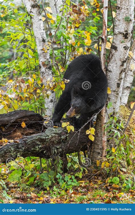 Black Bear Ursus Americanus Rubs Back Against Birch Tree Autumn Stock