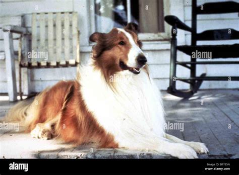 Lassie Lassie Lassie Lokalen Caption 1994 Stockfotografie Alamy