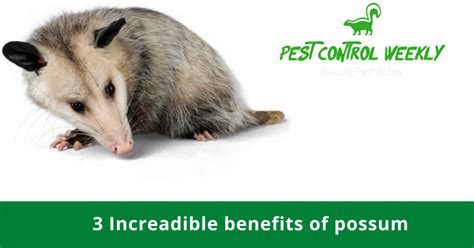 3 Incredible Benefits Of Opossums To The Environment