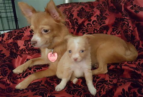 47 Adopt Long Haired Chihuahua Pic Bleumoonproductions