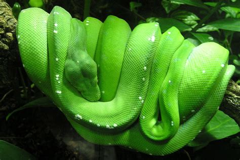 A Sleeping Green Tree Python Brilliant Creation