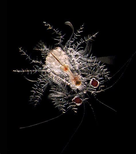 In Pictures Microscopic Marine Life Marine Life Ocean Creatures