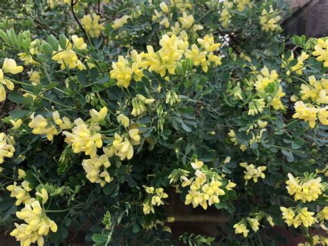 Coronilla Valentina Glauca ‘citrina Evergreen Shrubs Plants Winter