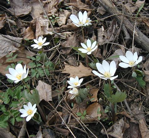 Bloodroot The White Woodland Flower With A Red Root
