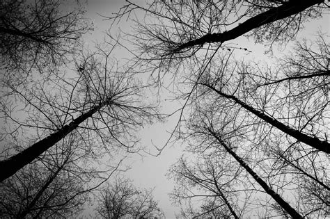 Tall Trees In The Forest Free Image Download