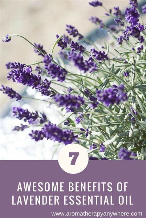 7 Awesome Benefits Of Lavender Essential Oil Lavender Benefits Essential Oils Lavender