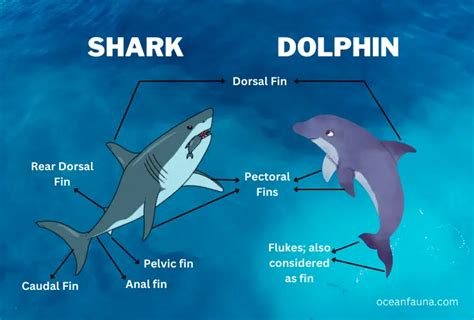 Dolphin Fin Vs Shark Fin Differences Explained Ocean Fauna