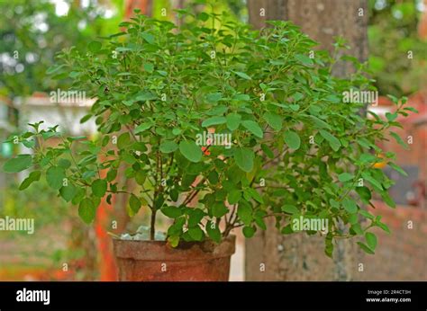 Medicinal Holy Basil Plant Tulsi Plant Stock Photo Alamy