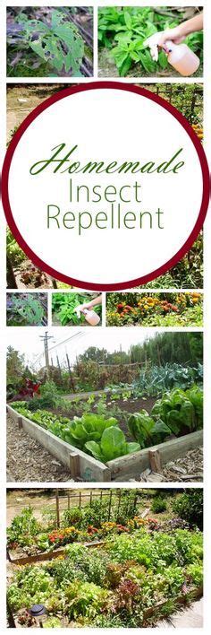 Homemade Insect Repellent Repel Insects Popular Pin Insect Repellent