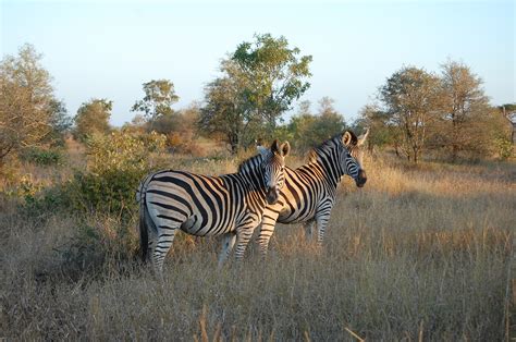 Walking Safari On The Wild Side In The Kruger Park Rhino Africa Blog