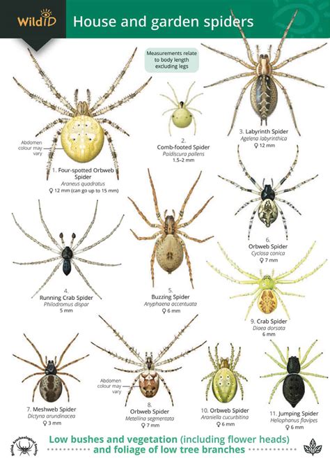 Spiders Guide Field Studies Council