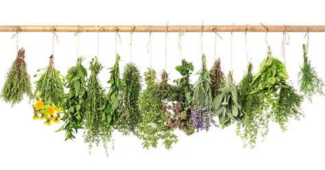 Herb Identification How To Identify Herbs Free Herb Gardening Printable